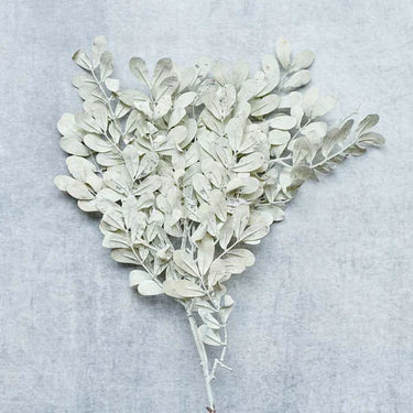EUCALYPTUS CREAM STEM