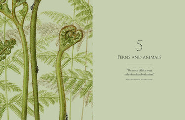 Ferns