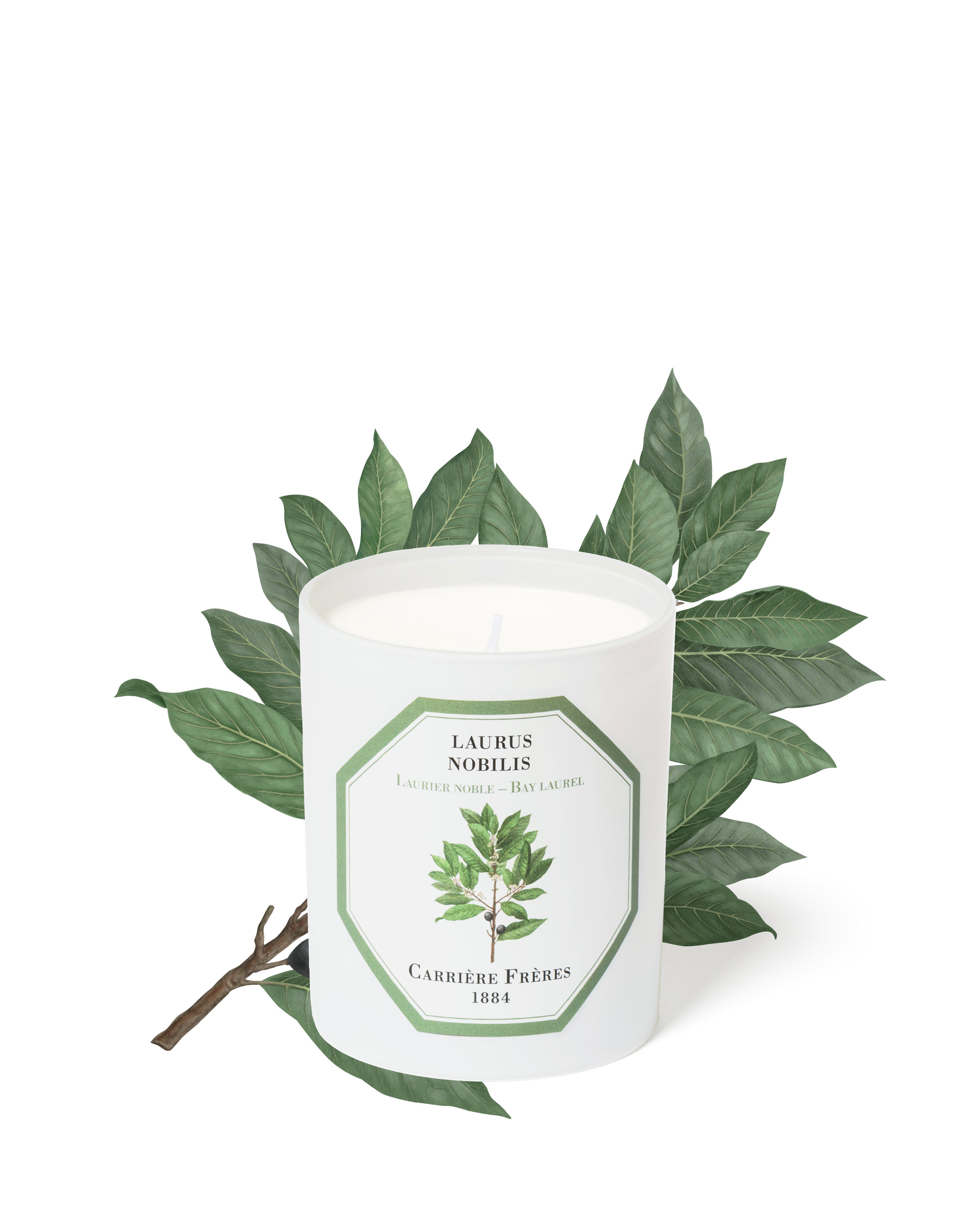 LAURUS NOBILIS - BAY LAUREL CANDLE