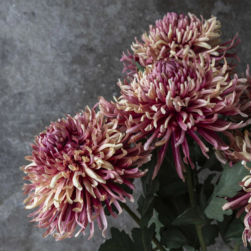 ARTIFICIAL CHRYSANTHEMUM, SUNSET