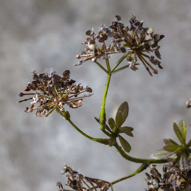 ARTIFICIAL HOGWEED