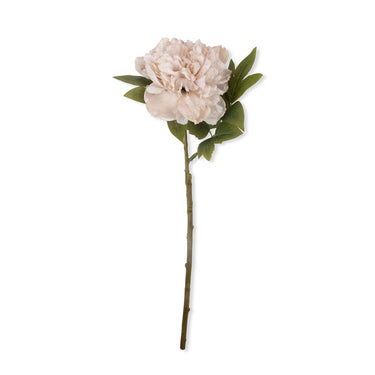 PEONY EVENING DEW