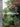 Gardenista: Hardcover